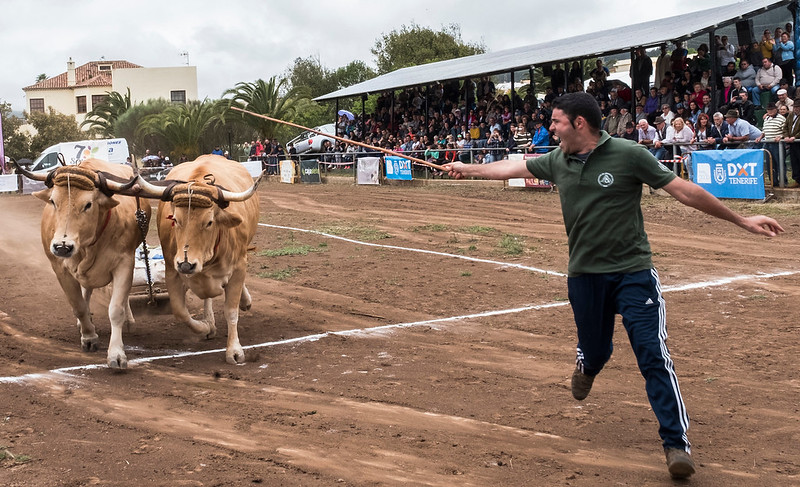 Cattle Dragging